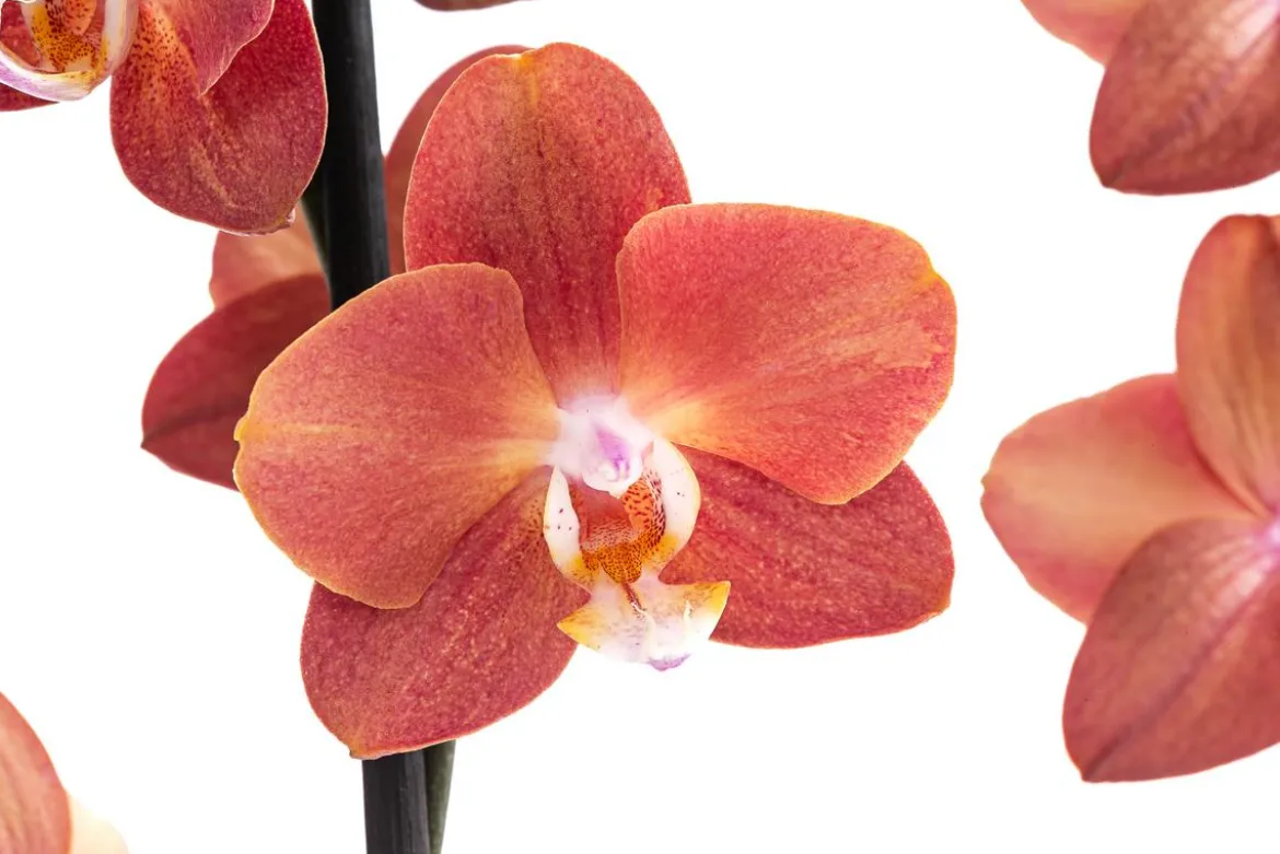 Schmetterlingsorchidee - Phalaenopsis cultivars 'Horizon'