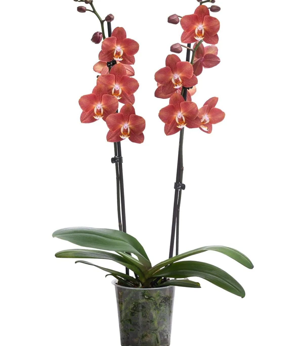 Schmetterlingsorchidee - Phalaenopsis cultivars 'Horizon'
