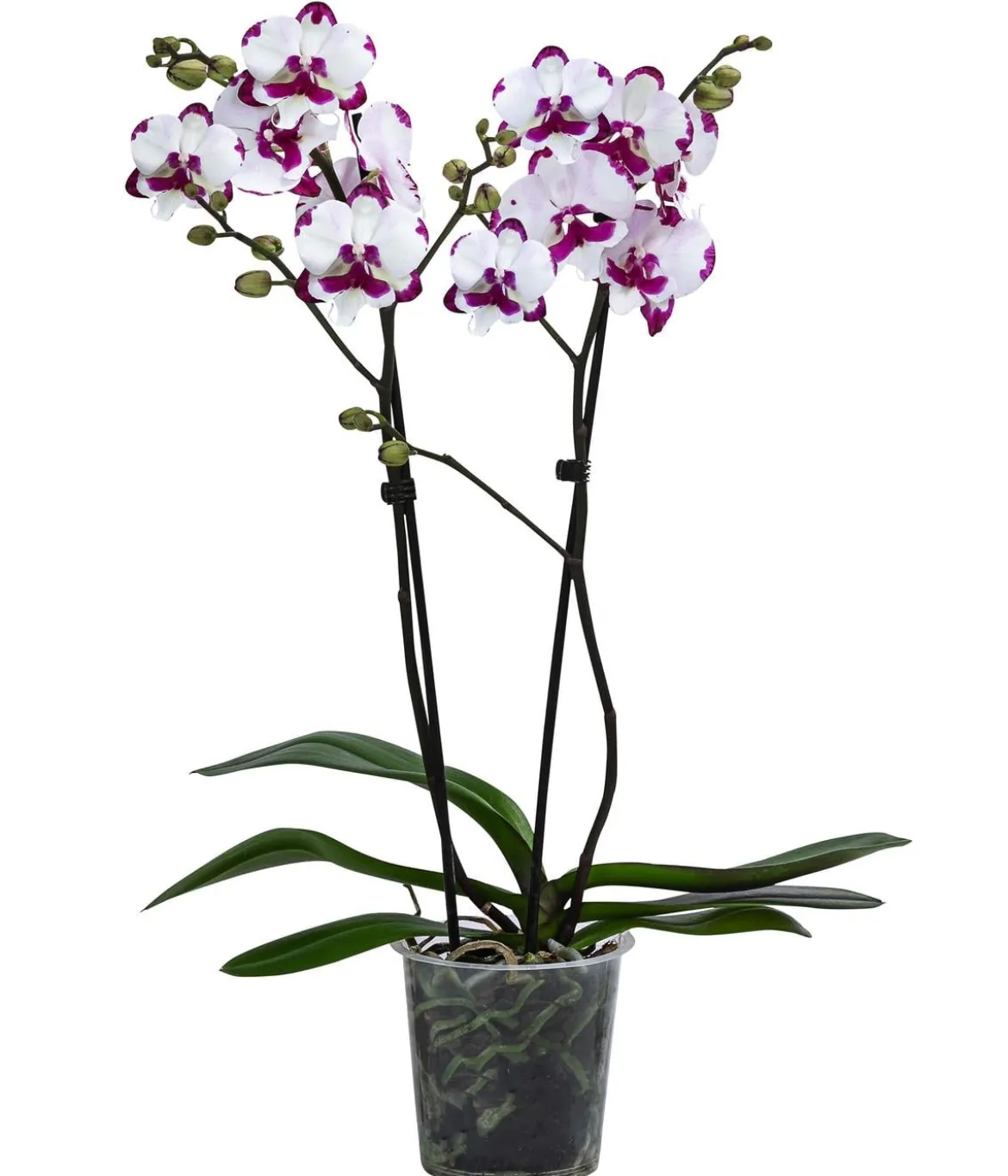 Schmetterlingsorchidee - Phalaenopsis cultivars 'King Car Dalmatian'