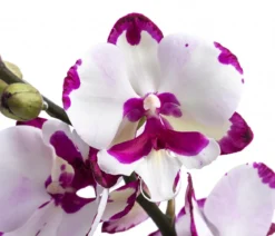 Schmetterlingsorchidee - Phalaenopsis cultivars 'King Car Dalmatian'