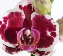 Schmetterlingsorchidee - Phalaenopsis cultivars, dreitriebig