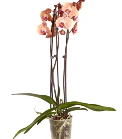 Schmetterlingsorchidee - Phalaenopsis cultivars, dreitriebig