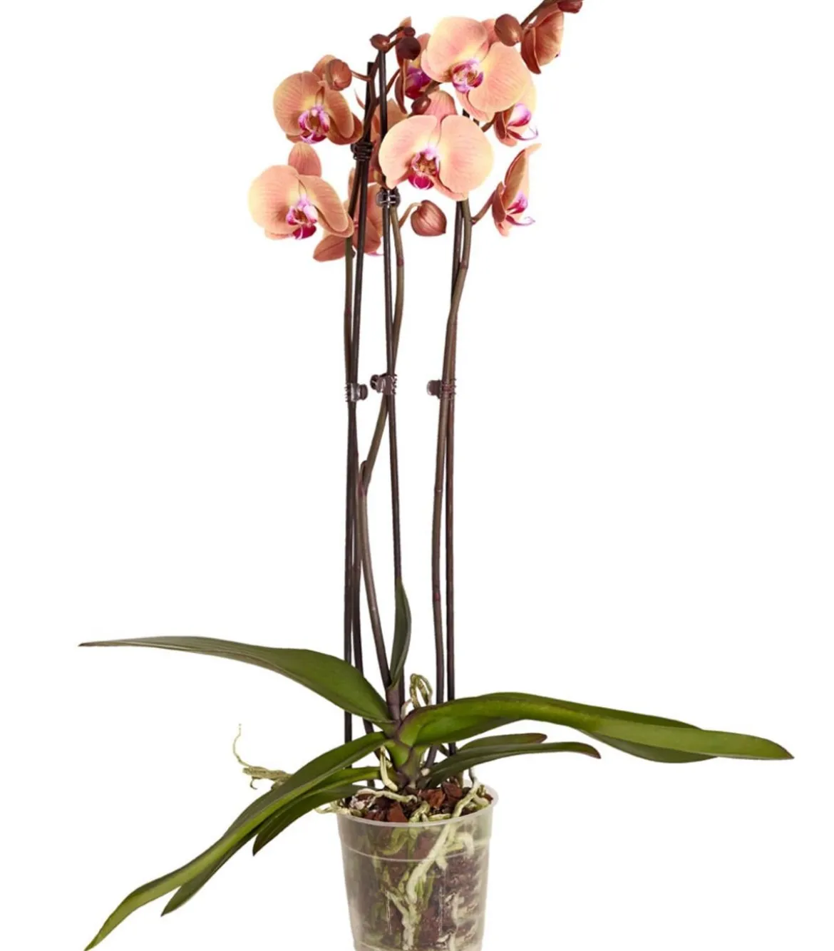 Schmetterlingsorchidee - Phalaenopsis cultivars, dreitriebig