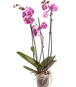 Schmetterlingsorchidee - Phalaenopsis cultivars, dreitriebig