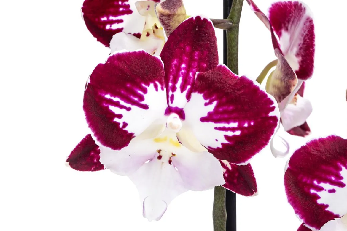Schmetterlingsorchidee - Phalaenopsis cultivars 'Tinkerbell'