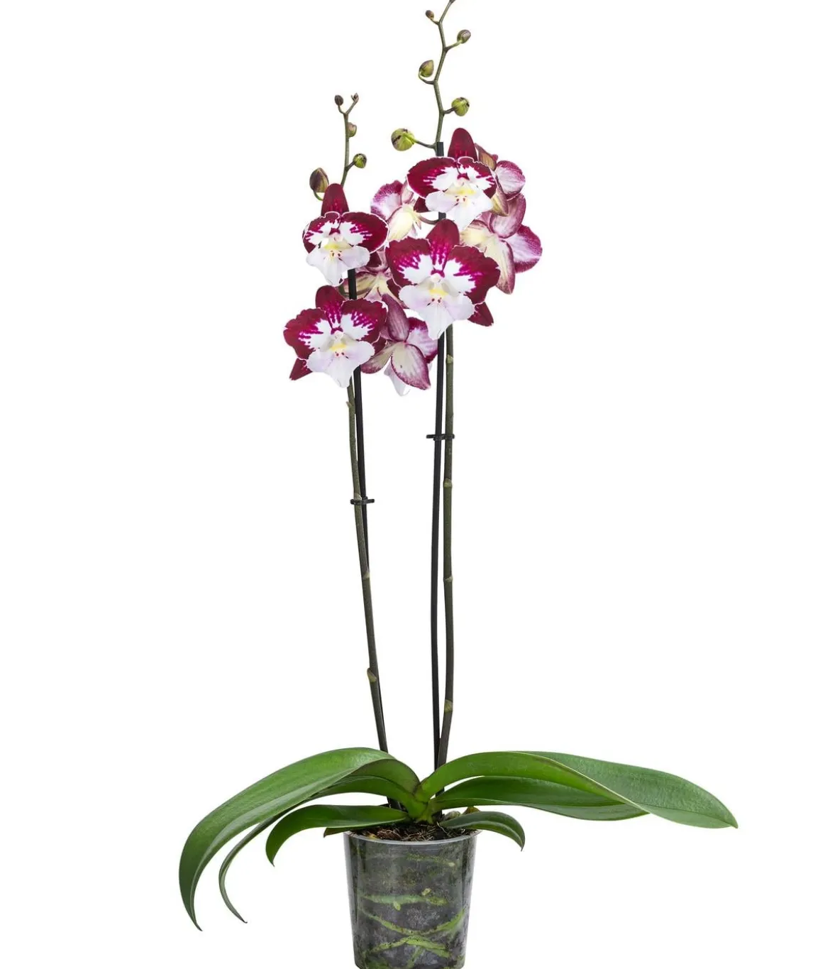 Schmetterlingsorchidee - Phalaenopsis cultivars 'Tinkerbell'