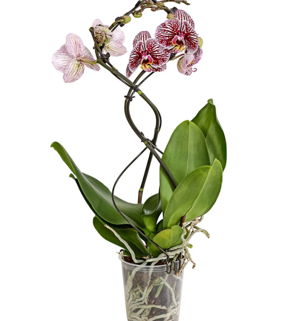 Schmetterlingsorchidee - Phalaenopsis cultivars 'Twister', verschiedene Farben
