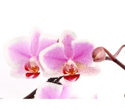 Schmetterlingsorchidee - Phalaenopsis cultivars 'Twister', verschiedene Farben