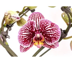 Schmetterlingsorchidee - Phalaenopsis cultivars 'Twister', verschiedene Farben
