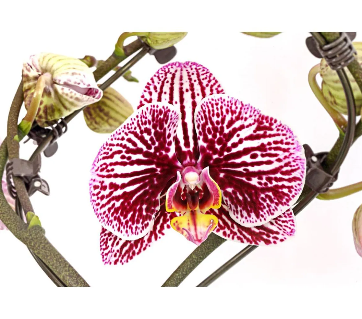 Schmetterlingsorchidee - Phalaenopsis cultivars 'Twister', verschiedene Farben