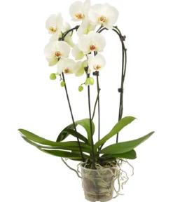 Schmetterlingsorchidee - Phalaenopsis cultivaris 'Cascade'