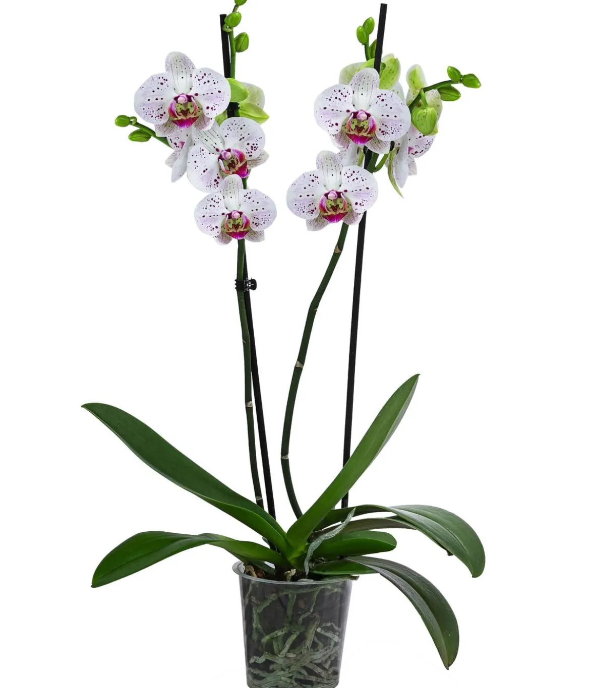 Schmetterlingsorchidee - Phalaenopsis cultivars 'Goya'