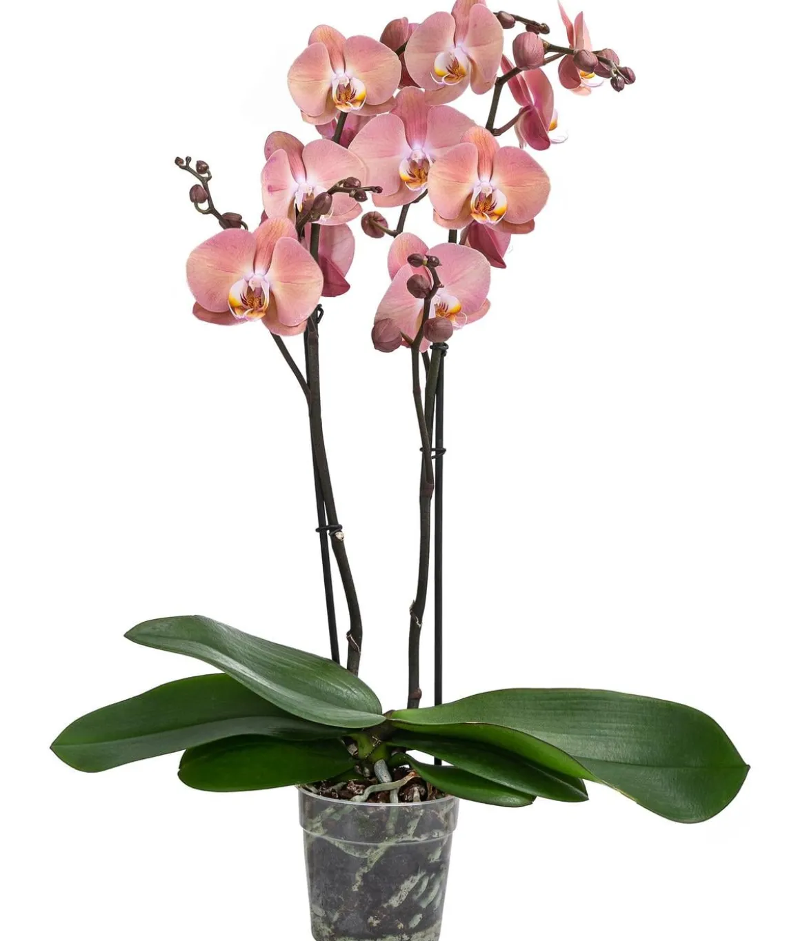 Schmetterlingsorchidee - Phalaenopsis cultivars 'Suki'