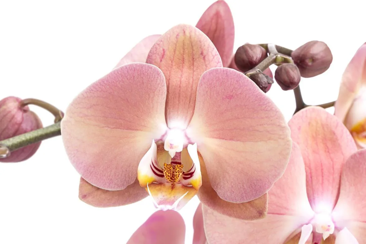 Schmetterlingsorchidee - Phalaenopsis cultivars 'Suki'
