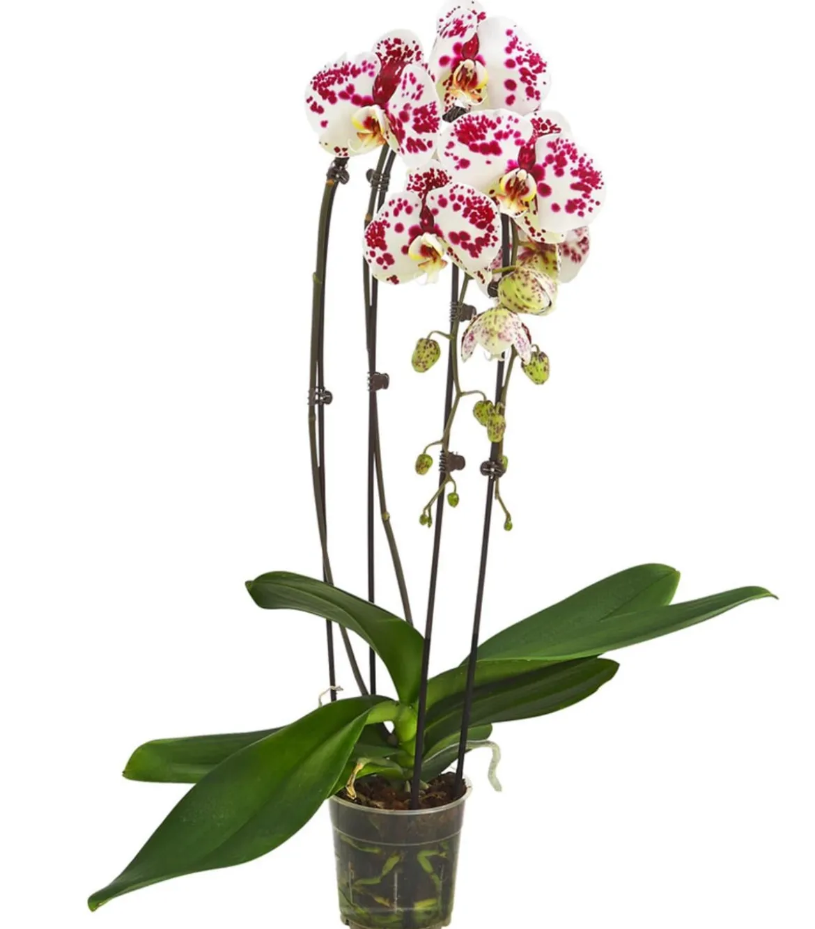 Schmetterlingsorchidee - Phalaenopsis cultivars Kascade, verschiedene Farben
