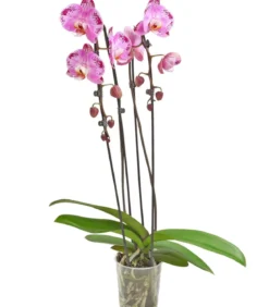 Schmetterlingsorchidee - Phalaenopsis cultivars Kascade, verschiedene Farben
