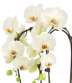 Schmetterlingsorchidee - Phalaenopsis cultivars Kascade, verschiedene Farben