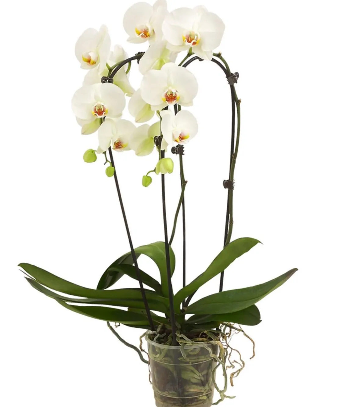 Schmetterlingsorchidee - Phalaenopsis cultivars Kascade, verschiedene Farben