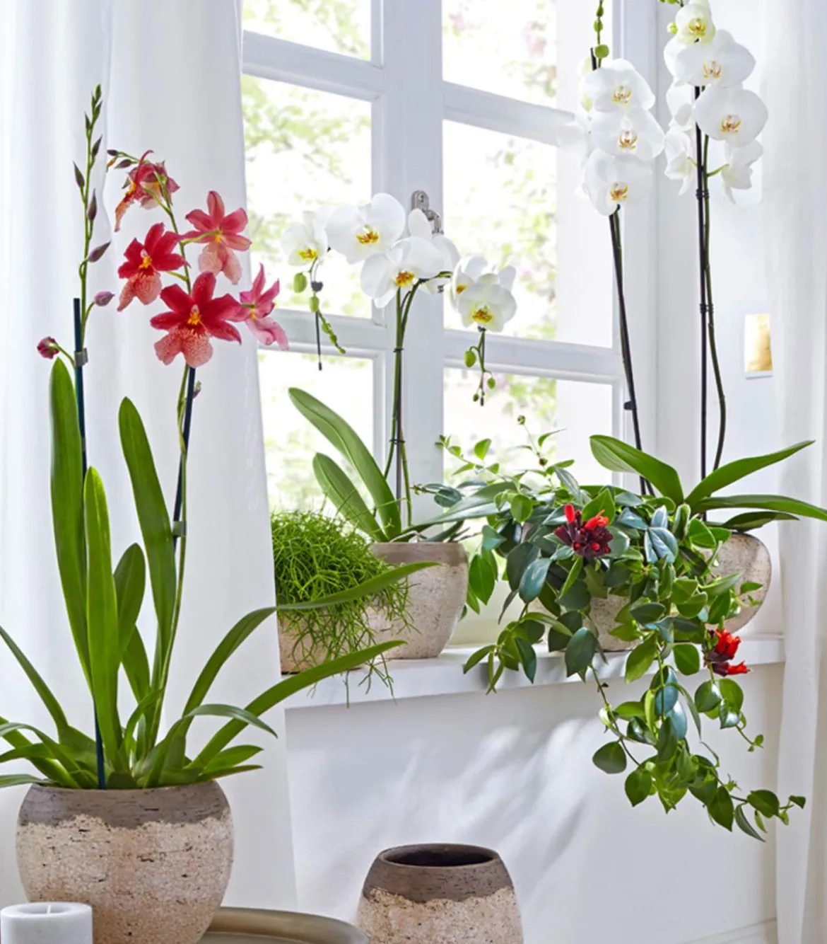 Schmetterlingsorchidee - Phalaenopsis cultivars, zweitriebig, großblütig