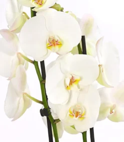 Schmetterlingsorchidee - Phalaenopsis cultivars, zweitriebig, großblütig