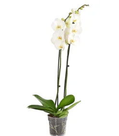 Schmetterlingsorchidee - Phalaenopsis cultivars, zweitriebig, großblütig