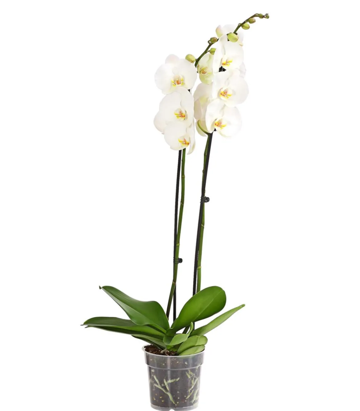 Schmetterlingsorchidee - Phalaenopsis cultivars, zweitriebig, großblütig