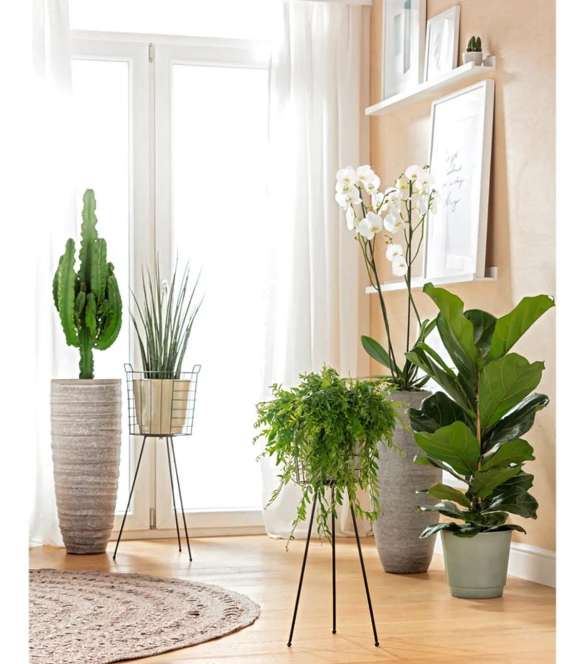 Schmetterlingsorchidee - Phalaenopsis cultivars, zweitriebig, großblütig