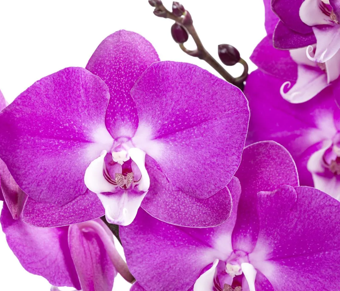 Schmetterlingsorchidee - Phalaenopsis cultivars 'Maro'