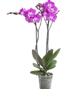 Schmetterlingsorchidee - Phalaenopsis cultivars 'Maro'