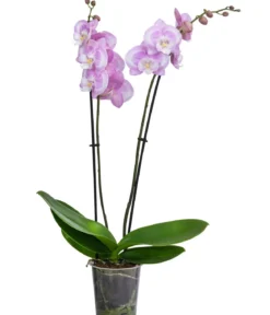 Schmetterlingsorchidee - Phalaenopsis cultivars 'Aladdin Kisz'
