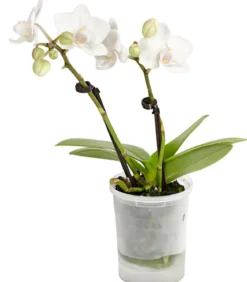 Schmetterlingsorchidee - Phalaenopsis 'Aqua Orchids®', verschiedene Farben
