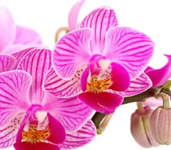 Schmetterlingsorchidee - Phalaenopsis 'Aqua Orchids®', verschiedene Farben