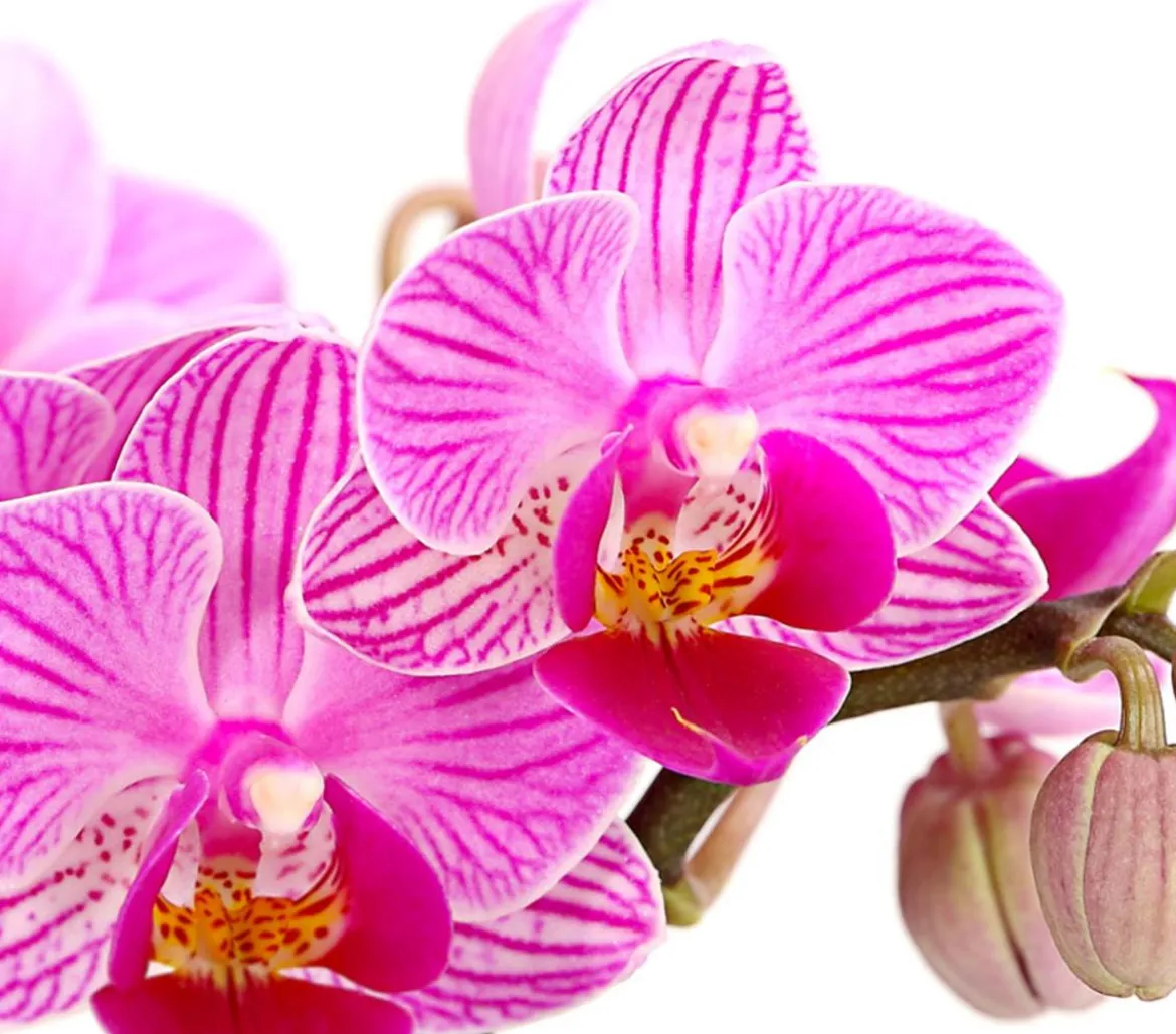 Schmetterlingsorchidee - Phalaenopsis 'Aqua Orchids®', verschiedene Farben