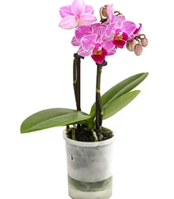 Schmetterlingsorchidee - Phalaenopsis 'Aqua Orchids®', verschiedene Farben