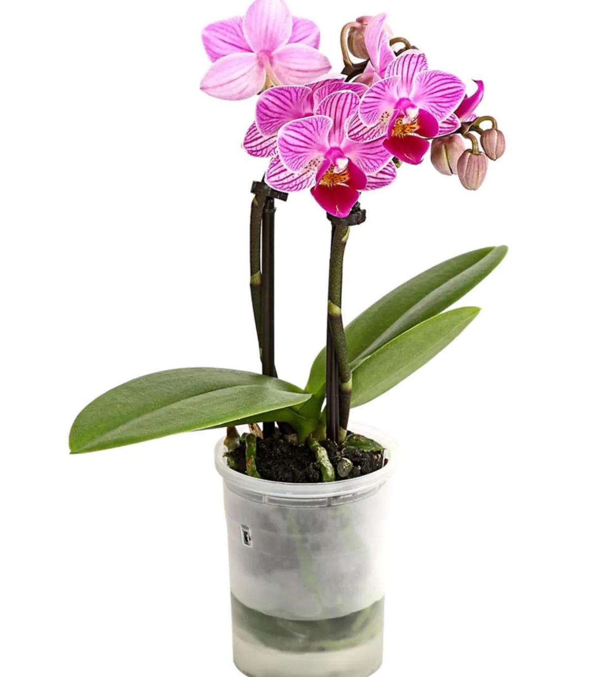 Schmetterlingsorchidee - Phalaenopsis 'Aqua Orchids®', verschiedene Farben