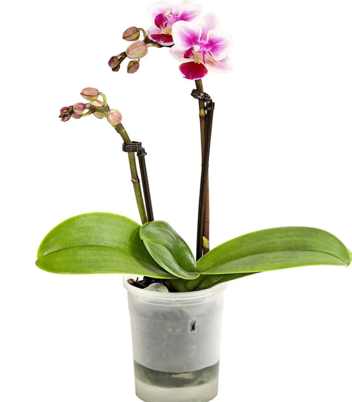 Schmetterlingsorchidee - Phalaenopsis 'Aqua Orchids®', verschiedene Farben