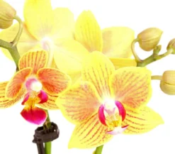 Schmetterlingsorchidee - Phalaenopsis 'Aqua Orchids®', verschiedene Farben