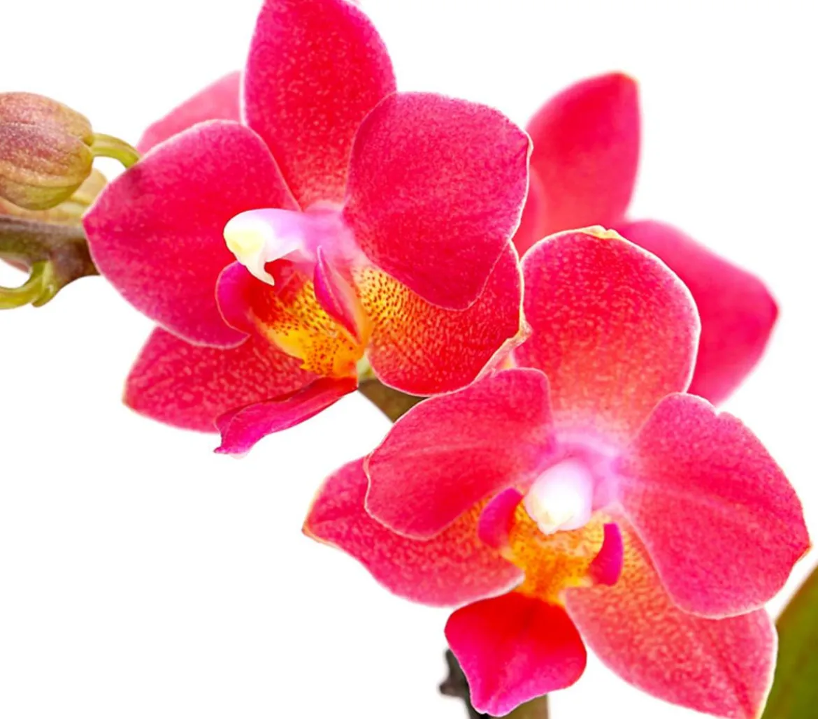 Schmetterlingsorchidee - Phalaenopsis 'Aqua Orchids®', verschiedene Farben