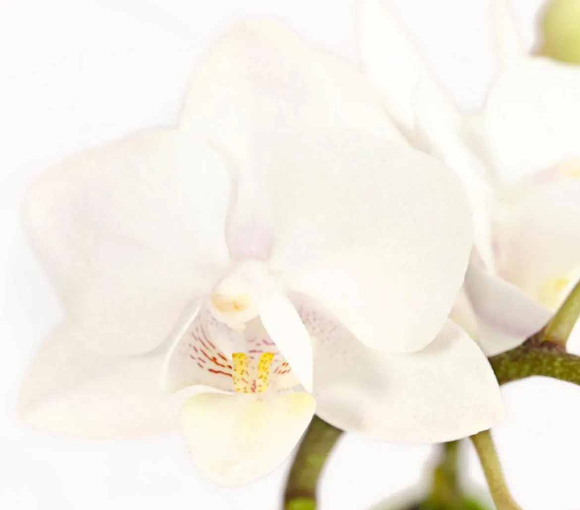 Schmetterlingsorchidee - Phalaenopsis 'Aqua Orchids®', verschiedene Farben