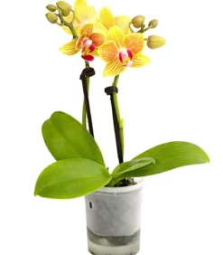 Schmetterlingsorchidee - Phalaenopsis 'Aqua Orchids®', verschiedene Farben