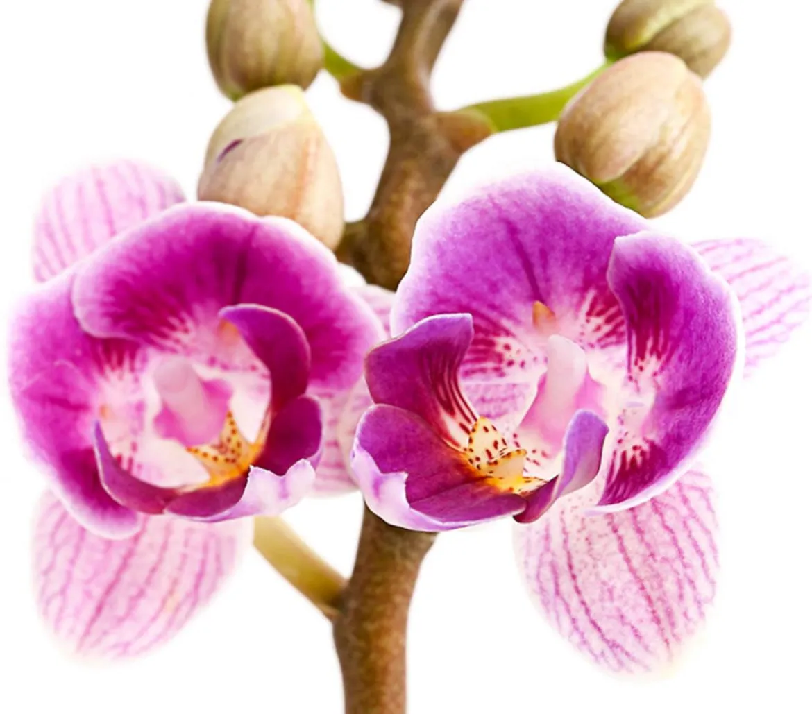 Schmetterlingsorchidee - Phalaenopsis 'Aqua Orchids®', verschiedene Farben