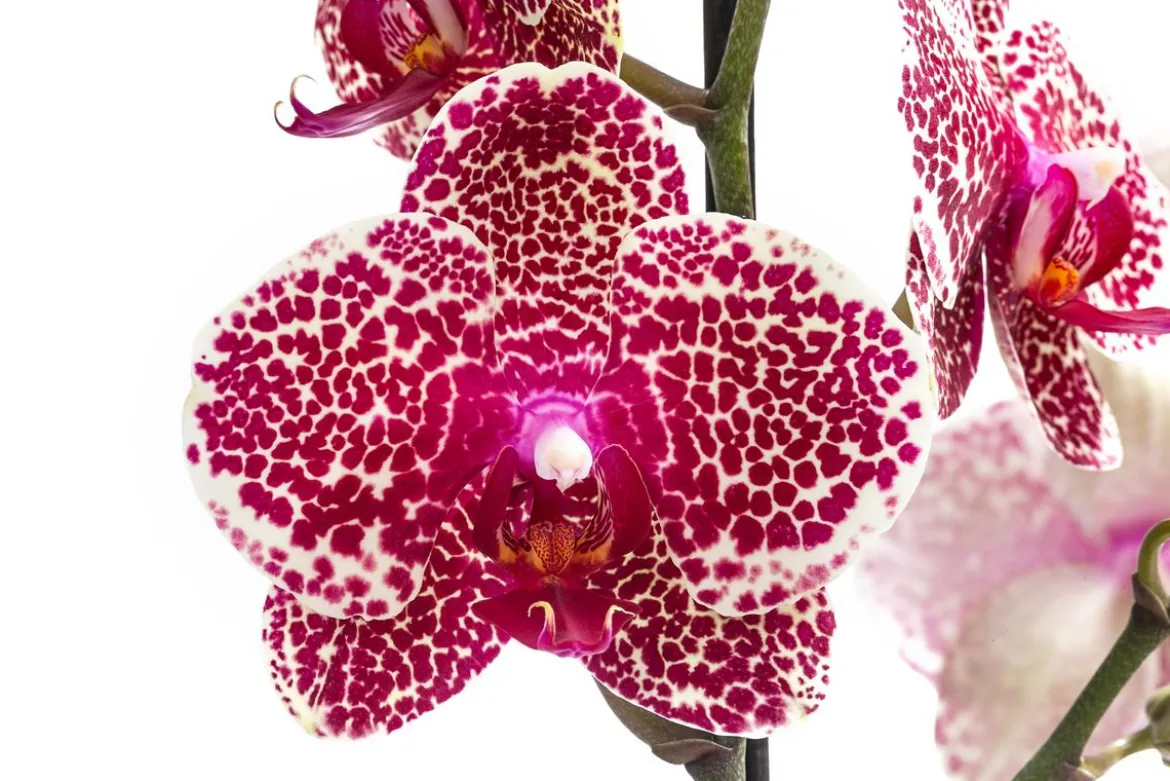Schmetterlingsorchidee - Phalaenopsis cultivars 'Sesame'