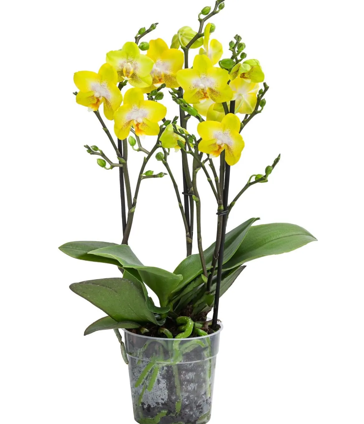 Schmetterlingsorchidee - Phalaenopsis cultivars 'Arezzo'
