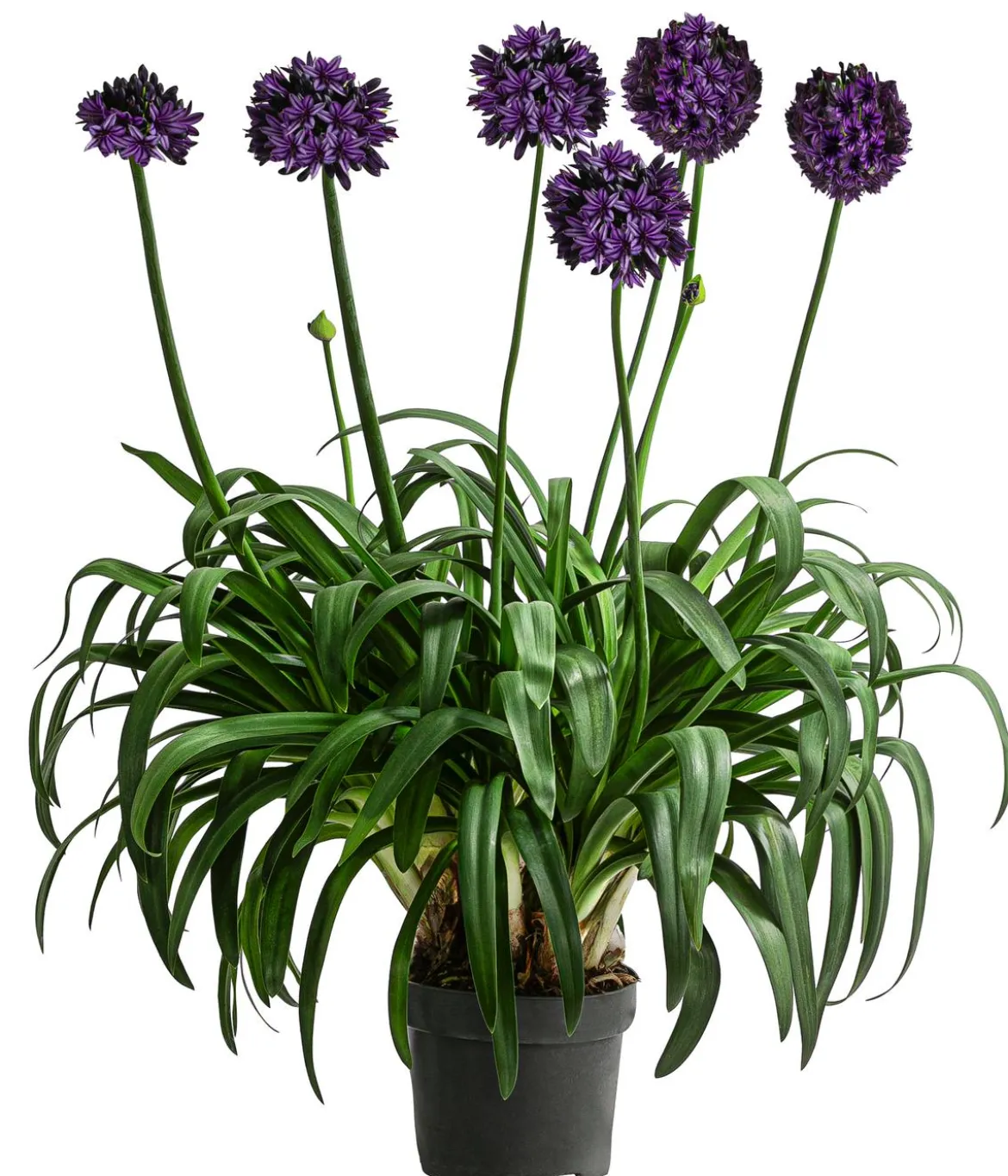 Schmucklilie 'Black Jack', Landlust Kollektion