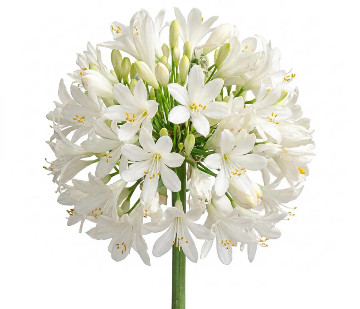 Schmucklilie 'Ever White', Landlust Kollektion