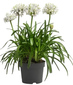Schmucklilie 'Fireworks', Landlust Kollektion