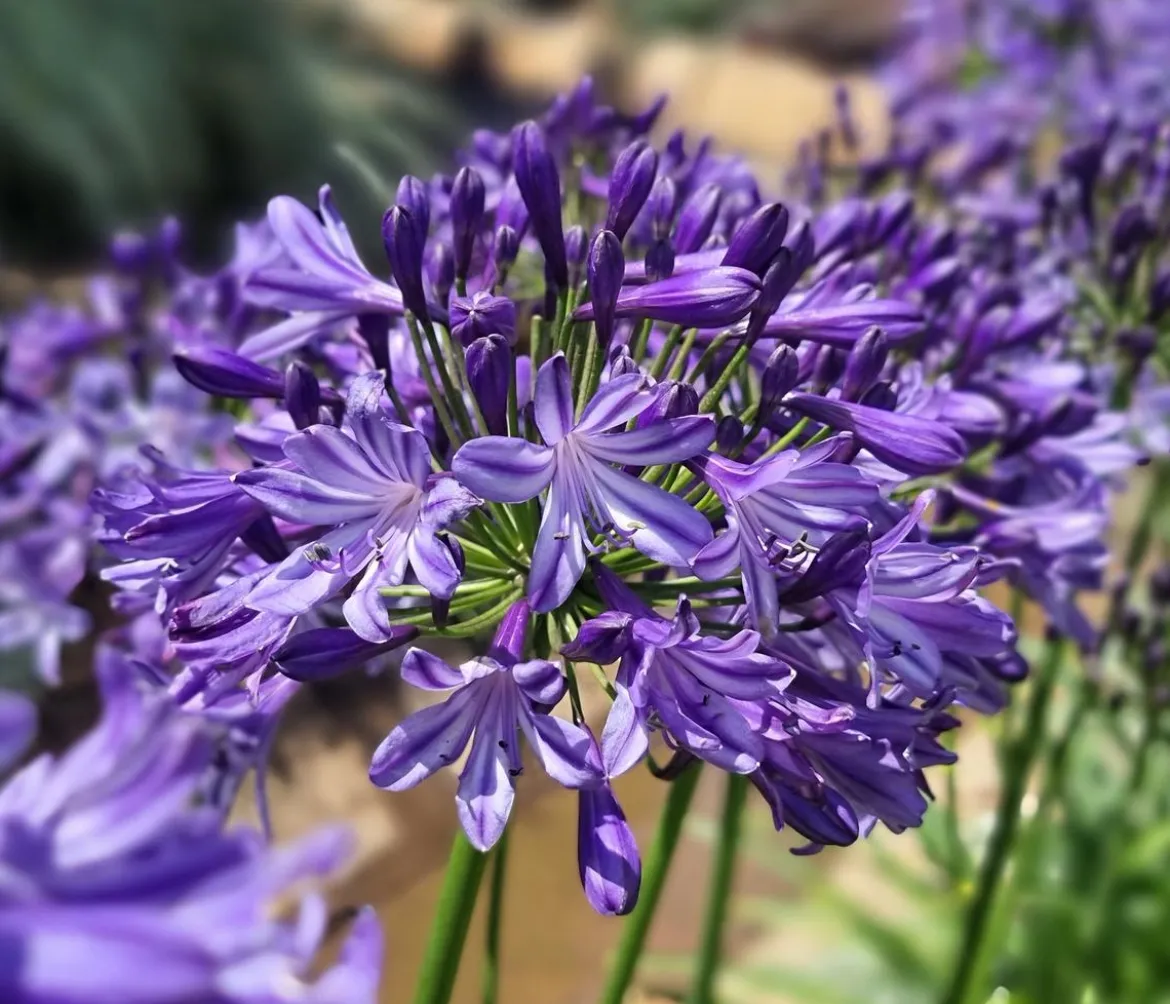 Schmucklilie 'Poppin Star', Landlust Kollektion