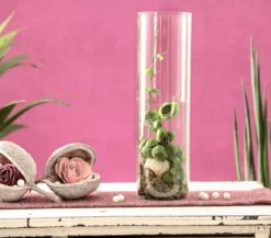 Schneckenhauspflanze im Glas - Dischidia pectinoides 'Snaily'