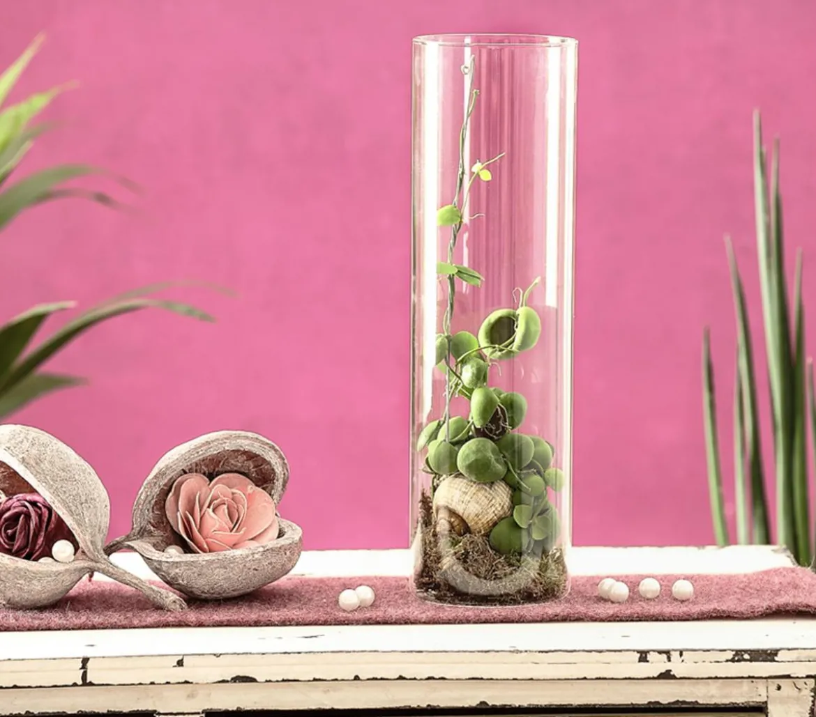 Schneckenhauspflanze im Glas - Dischidia pectinoides 'Snaily'