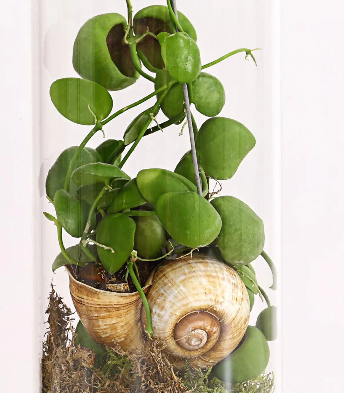 Schneckenhauspflanze im Glas - Dischidia pectinoides 'Snaily'